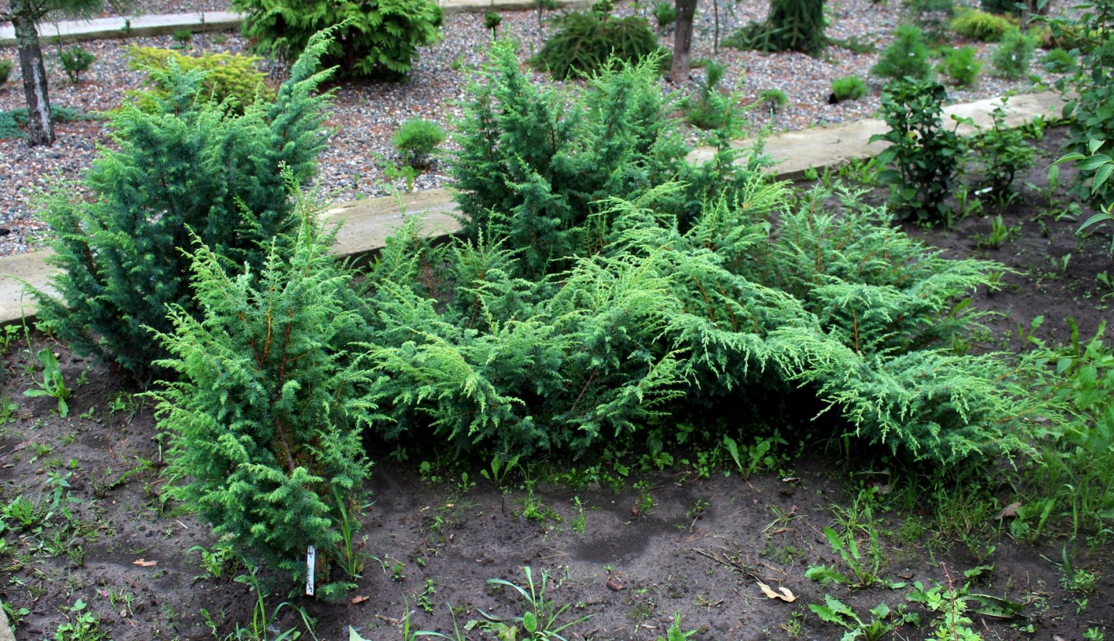 Juniperus (можжевельник) comm. Corielagan на штамбе